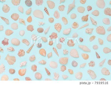 貝殻 ブルーバック 貝殻 ブルーバック 7939516