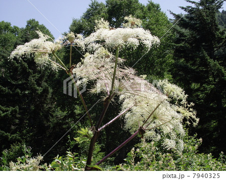 花火のようなシシウドの花 7940325