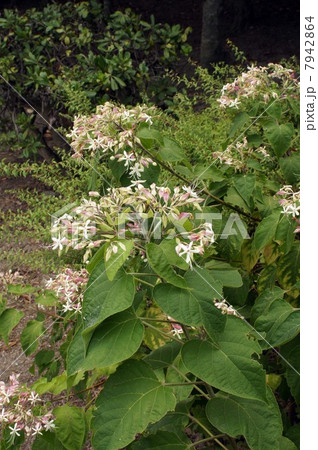 クサギの花 クサギの花 7942864