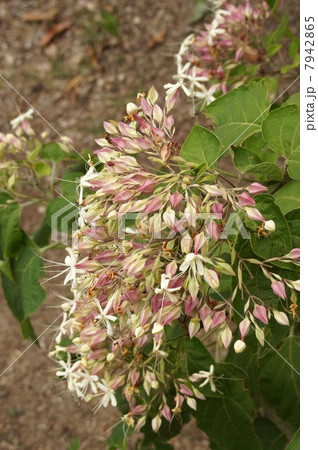 クサギの花 7942865