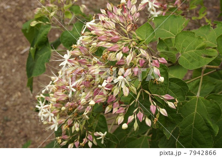 クサギの花 クサギの花 7942866