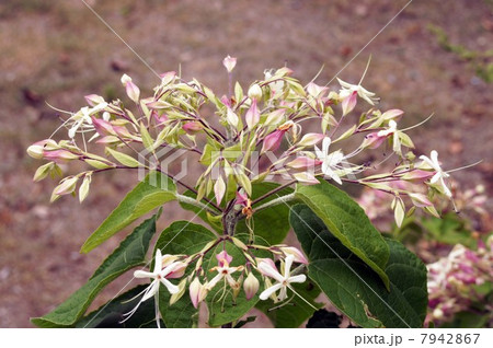 クサギの花 クサギの花 7942867