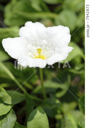 ギンパイソウ（銀盃草） 7942873