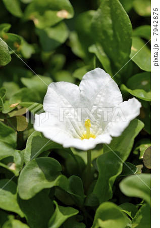 ギンパイソウ（銀盃草） 7942876