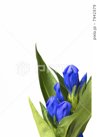 リンドウ 7942879