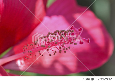 コウショッキ(紅蜀葵) コウショッキ(紅蜀葵) 7942942