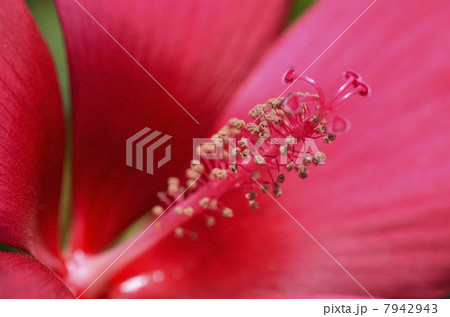 コウショッキ(紅蜀葵) コウショッキ(紅蜀葵) 7942943