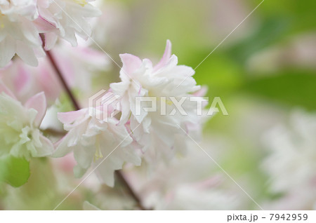 淡い桃色のサラサウツギの花 7942959