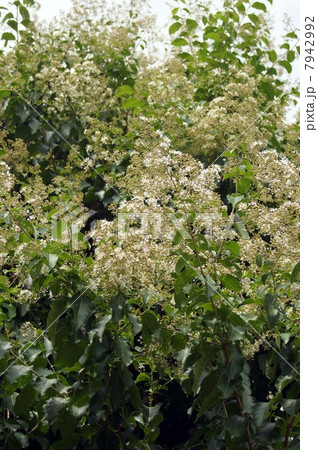 シマサルスベリの白い花の写真素材