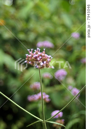 ヤナギハナガサ・ピンクの愛らしい花 ヤナギハナガサ・ピンクの愛らしい花 7943046