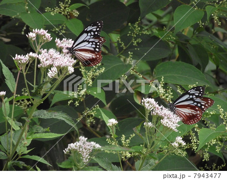 志賀高原の妖精・アサギマダラ 志賀高原の妖精・アサギマダラ 7943477