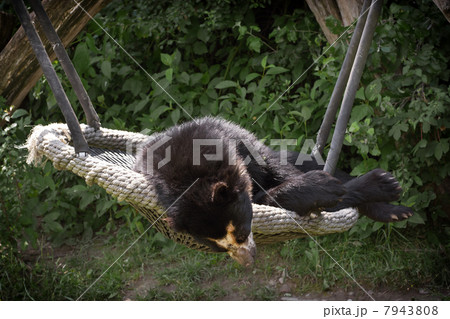 The Spectacled bear (Tremarctos ornatus) 7943808