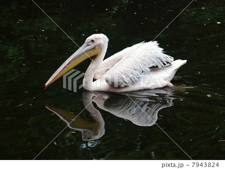 Great white pelican (Pelecanus onocrotalus) 7943824
