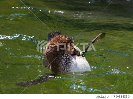 One Humboldt penguin (Spheniscus humboldti) in water 7943839