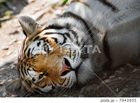 Lying siberian tiger Lying siberian tiger 7943935