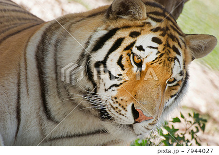 Siberian Tiger (Panthera tigris altaica) Siberian Tiger (Panthera tigris altaica) 7944027