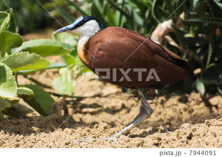 African jacana (Actophilornis africanus) African jacana (Actophilornis africanus) 7944091