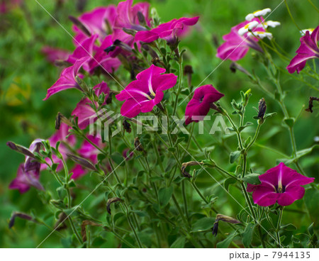 Petunia flowers Petunia flowers 7944135