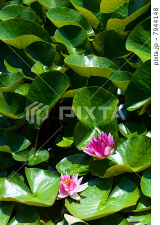 Pink water lily and big green leaves Pink water lily and big green leaves 7944148
