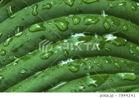 Water drops on the green leaf 7944241