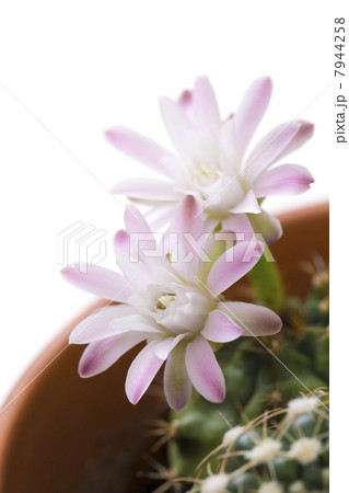 サボテンの花 サボテンの花 7944258