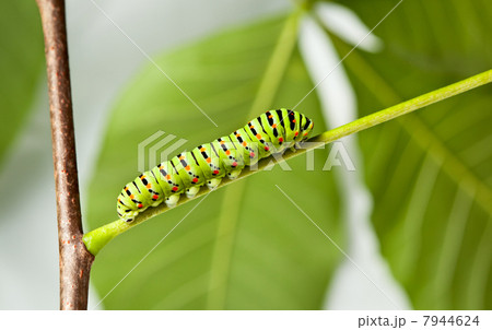 Side View of Green caterpillar in  garden 7944624