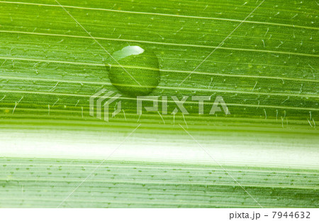Maize leaf with water drop 7944632