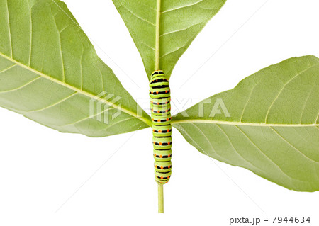 caterpillar climbing on twig caterpillar climbing on twig 7944634