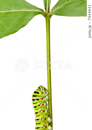 macro of caterpillar on stem macro of caterpillar on stem 7944641