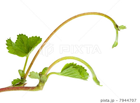 Two strawberry sprouts 7944707