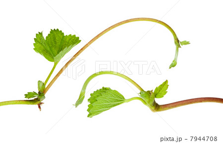 Strawberry growing sprouts composition 7944708