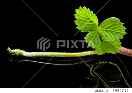 Strawberry growing sprout 7944715