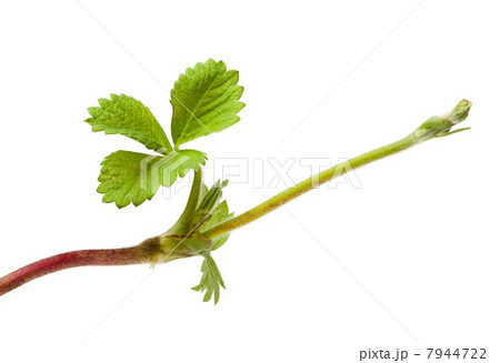 Strawberry growing sprout 7944722
