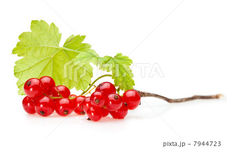 Red currant bunch 7944723