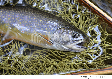 ブルックトラウト 7944788