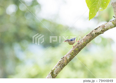 ゴジュウカラ ゴジュウカラ 7944849