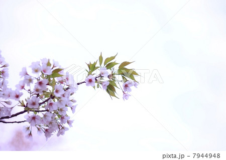 春のイメージ (大山桜) 春のイメージ (大山桜) 7944948