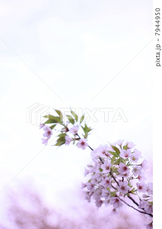 春のイメージ (大山桜) 春のイメージ (大山桜) 7944950
