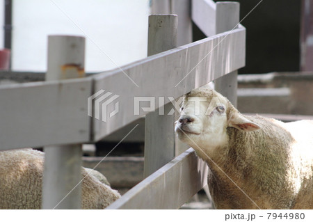 ひつじ 7944980