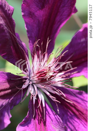クレマチス アフロディーテエレガフミナの写真素材