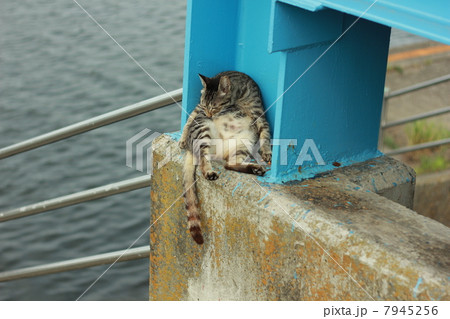 動物　猫　野良猫　いねむり 7945256