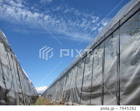 ビニールハウス 7945262