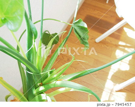観葉植物 観葉植物 7945457