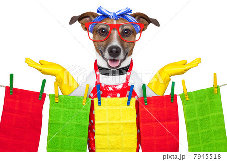 housewife dog housewife dog 7945518