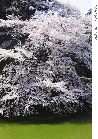 東京都・千鳥ヶ淵の桜 東京都・千鳥ヶ淵の桜 7945661