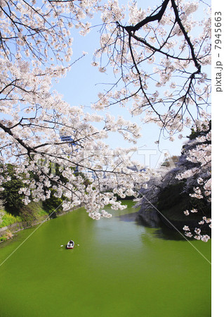 東京都・千鳥ヶ淵の桜 東京都・千鳥ヶ淵の桜 7945663