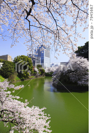 東京都・千鳥ヶ淵の桜 東京都・千鳥ヶ淵の桜 7945667