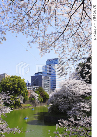 東京都・千鳥ヶ淵の桜 7945670