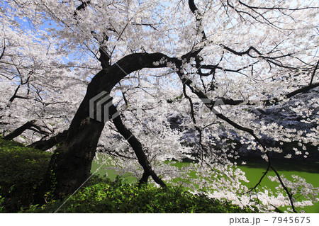 東京都・千鳥ヶ淵の桜 東京都・千鳥ヶ淵の桜 7945675
