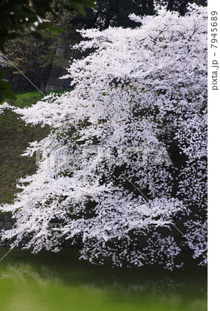東京都・千鳥ヶ淵の桜 東京都・千鳥ヶ淵の桜 7945689